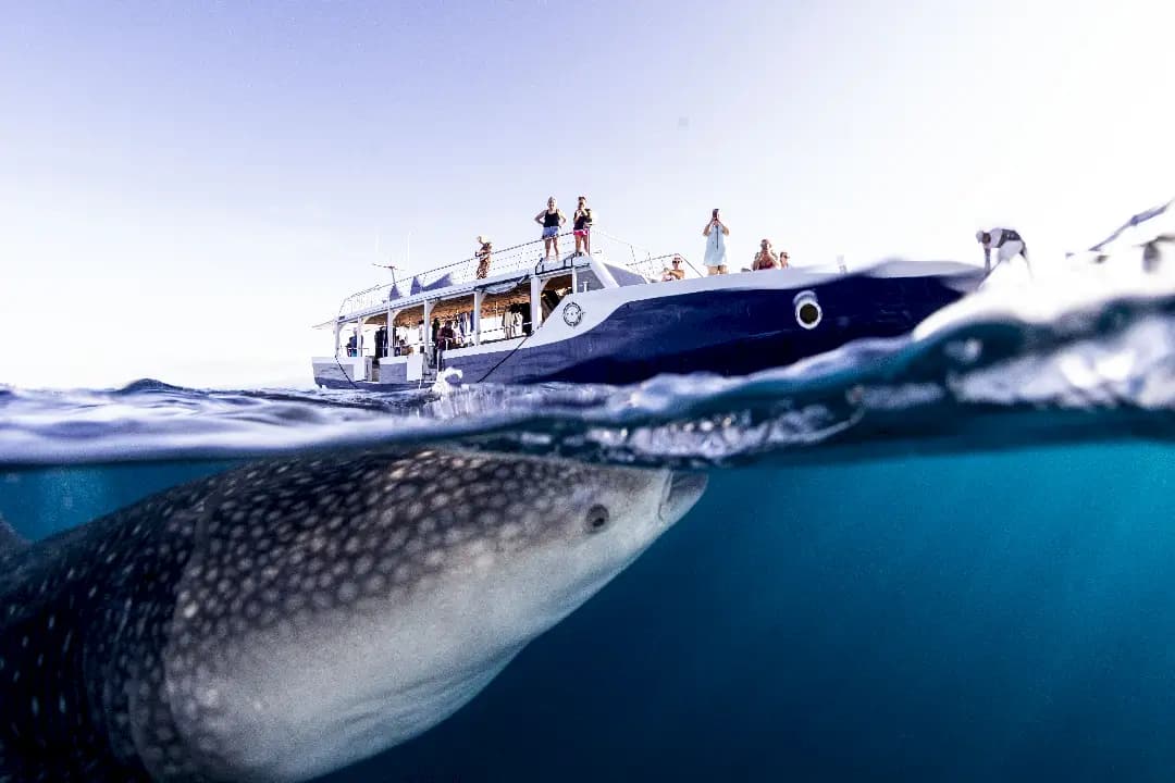 Diving with shark